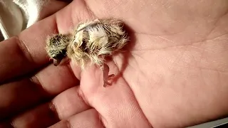 bird hatching : laughing dove baby real life hatching