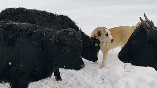 добрые Галловеи 😊 порода для северных широт