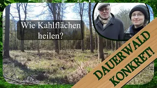 Großschirmschlag als Försterbombe | Dauerwald Konkret