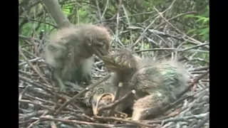 Night Heron Swallows Sibling Alive!