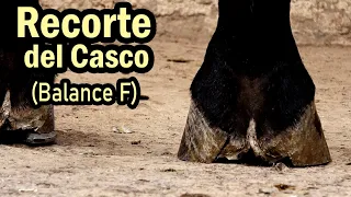 Principios Basicos para Herrar un Caballo parte 1 - Recorte y Balance del Casco - MVZ Manuel Juarez