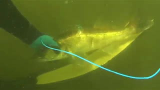 Невероятная подводная охота на судака в лёжке. Несколько лайфхаков...
