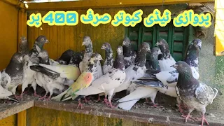 Teddy golden Parwazi kabootar || Pigeon sale in rawalpindi 03005112398 #kabootarbazi #pigeons