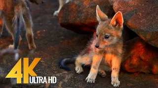 Jackals and Hyenas, Africa's Predators - African Wildlife 4K Ultra HD - 2 HOUR