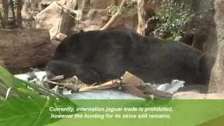 Jaguars - Environmental Enrichment