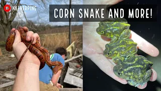 Is Spring Here? Herping in Georgia! Cornsnake, Kingsnake, Cottonmouths, and Rattlesnakes!