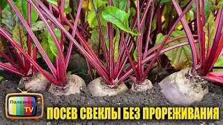 ХИТРЫЙ СПОСОБ ПОСАДКИ СВЕКЛЫ! БОЛЬШОЙ УРОЖАЙ БЕЗ ПРОРЕЖИВАНИЯ