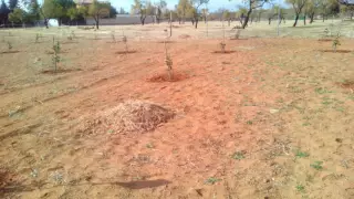 Plantación de pistachos Ubeda Jaen