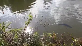 @Por essa não esperava o trairão pegou a Matrinchã e não soutou que loucura