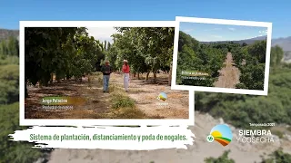 SIEMBRA Y COSECHA TV: Sistema de plantación de nogales.