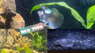 6 GALLON CUBE NANOSCAPE SETUP PART 2/2 + ADDING NEW FISH TO AQUARIUMS