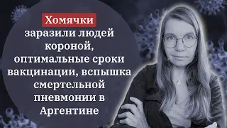 Апдейт по патогенам. Заражение короной от хомячков, идеальне сроки вакцинации, смертельная пневмония