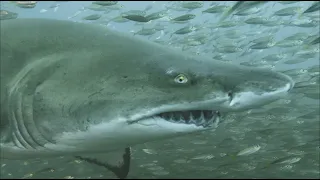 North Carolina Scuba Diving 4K - Sand Tiger Sharks