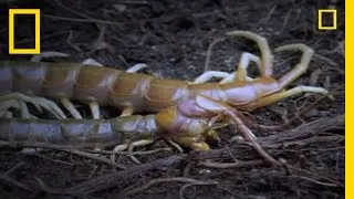Eating Myself: Giant Centipede | National Geographic