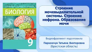 Выделительная система. Тема 37. Строение мочевыделительной системы. Строение нефрона