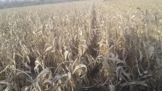 Forschitt E 514 kukorica aratás belüről