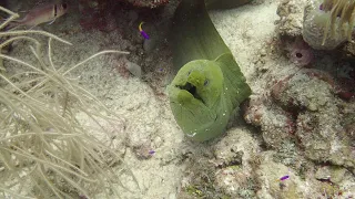 Costa Maya / Mahahual (Mexico) Scuba Diving (May 2023)