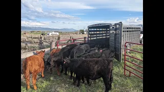 Moving Cows to Summer Pasture with Low Stress Principles