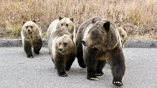 Wildlife Photography-Grizzly 399 & 4 Cubs out the window-Jackson Hole/Grand Teton Park/Yellowstone