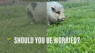 Mini Pig Aggression:  What You Should Know!