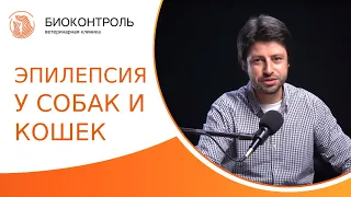 🧠 Эпилепсия у собак и кошек: какие бывают приступы, когда начать лечение? Эпилепсия у собак и кошек.