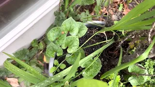 All Green Container Garden