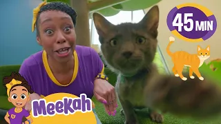 Meekah Meets a Kitty Cat! 😺| Learn Animals for Kids | Educational Videos for Girls