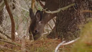 Sunday hunting ban upheld by Maine Supreme Court