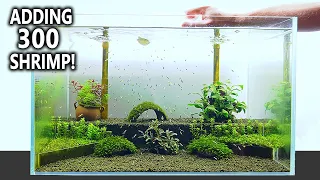 The Shrimp Nursery: NEW Shrimp Tank Setup for Caridina (Step by Step Aquascape Tutorial)