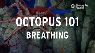 Octopus 101 | Breathing!