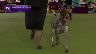 Pointers (German Shorthaired) | Breed Judging 2023