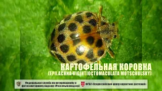 Картофельная коровка (Epilachna vigintioctomaculata Motschulsky)