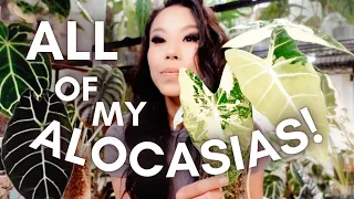 My entire Alocasia collection + how I'm growing them!