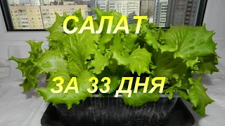 Салат листовой на подоконнике из семян