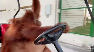 Orangutan Riding Around The Zoo In A Golf Cart