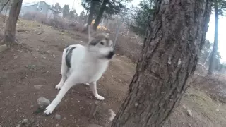 Wolf loves to give kisses