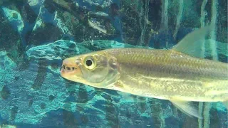 Goliath Tiger Fish Feeding