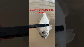 דיג דניסים Fishing Forever  28/8/23