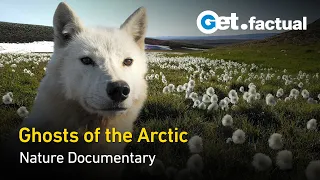 White Wolves - Ghosts of the Arctic | Full Documentary