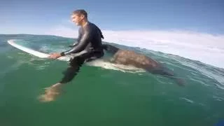 Incroyable rencontre avec Phoque You sur la Presqu'île de Quiberon