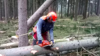 Cutting and pruning the tree with the Husqvarna 560 XP chain saw