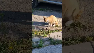 고양이 vs 뱀  독사와한판                                        Cat vs snake fight