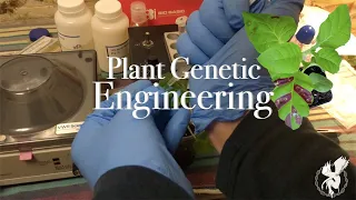How To Genetically Engineer Plants | Monstera Agrobacterium Genome Editing | Agrobacterium 101