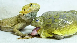 Hungry African Bullfrog Eat A Lot Of Worms! Warning live feeding