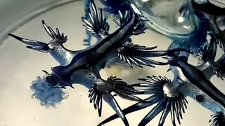 Glaucus Atlanticus eating Blue bottle jellyfish Portuguese man o' war