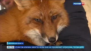 В Москву нагрянули лисы