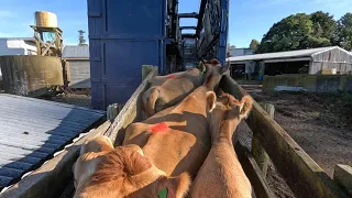 Fixing The Loading Ramp So I Can Offload More Cows