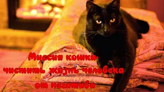 Миссия кошки- чистить жизнь человека от негатива The cat's mission is to remove negativity