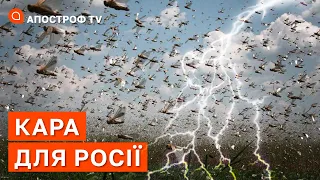 КАРА НЕБЕСНА ДЛЯ РОСІЇ: напад сарани, град та затоплення у москві, повінь в Сочі