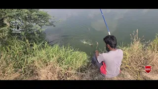 Red bellied |rupchand Fish | piranha Fishing